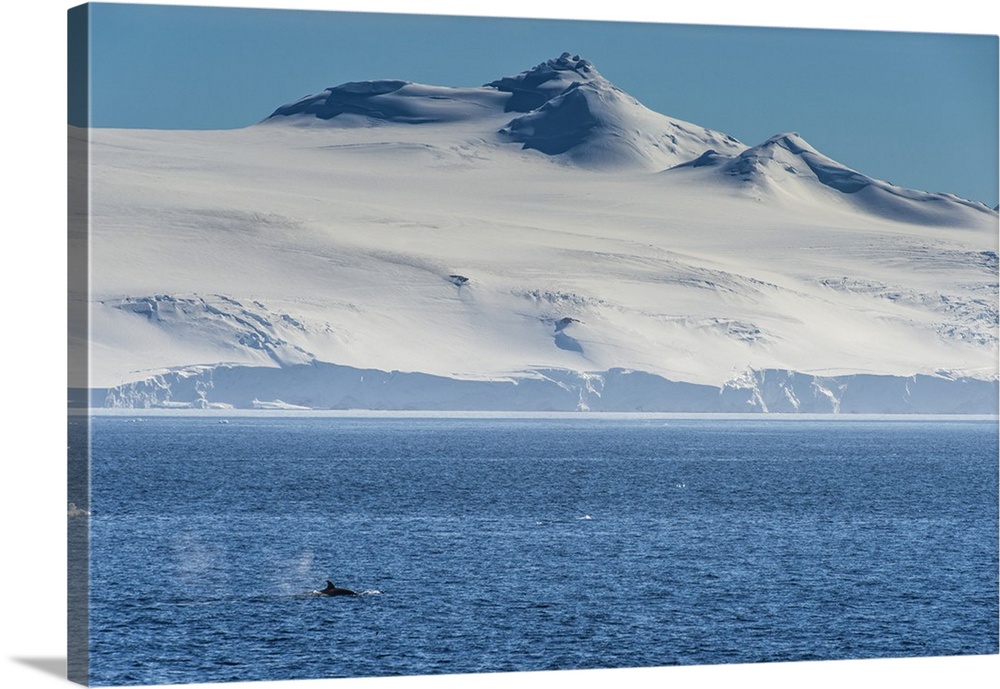 Killer whale (orca) (Orcinus orca), Weddell, Sea, Antarctica, Polar Regions