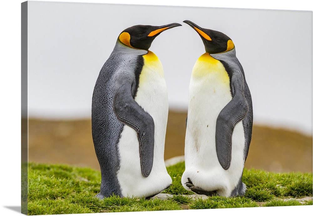 King penguin (Aptenodytes patagonicus) breeding and nesting colony at St. Andrews Bay on South Georgia, Southern Ocean, Po...