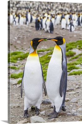 King Penguin Breeding And Nesting Colony At St. Andrews Bay On South Georgia