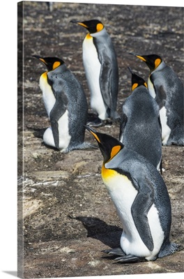 King penguin colony Saunders Island, Falklands
