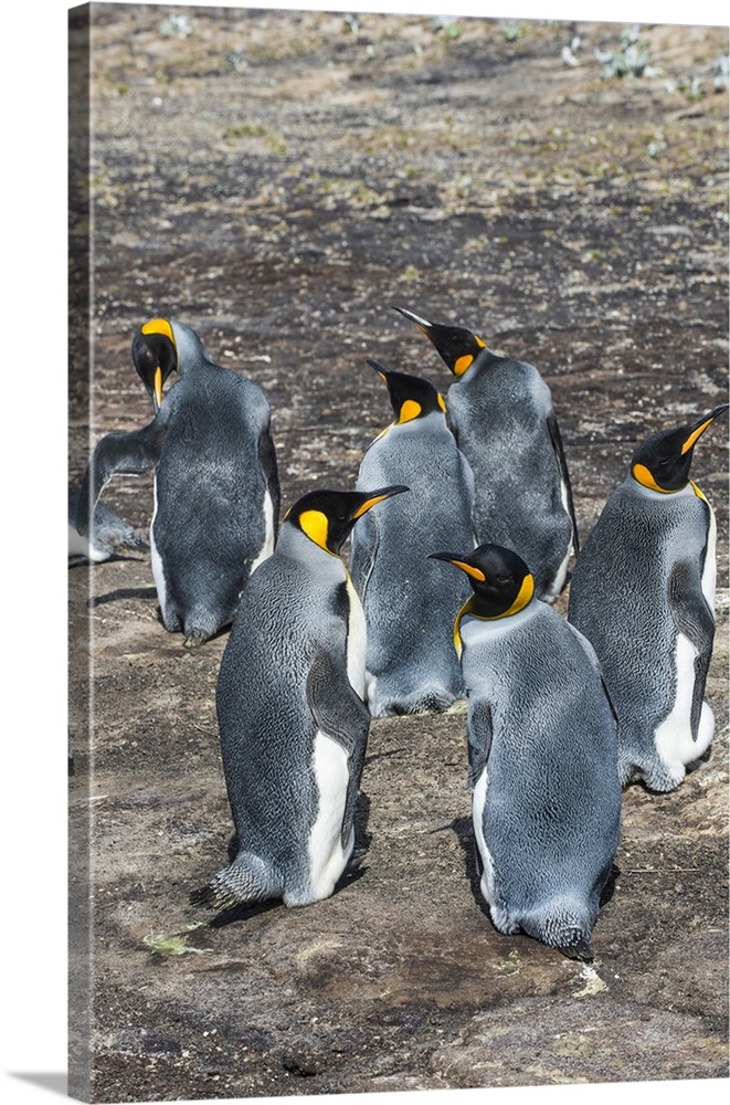 King penguin colony (Aptenodytes patagonicus), Saunders Island, Falklands, South America