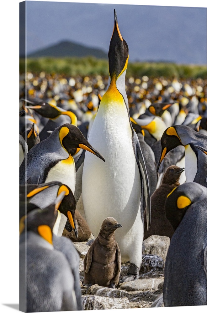 King penguin (Aptenodytes patagonicus) adult and chick at breeding and nesting colony at Salisbury Plain, South Georgia, P...