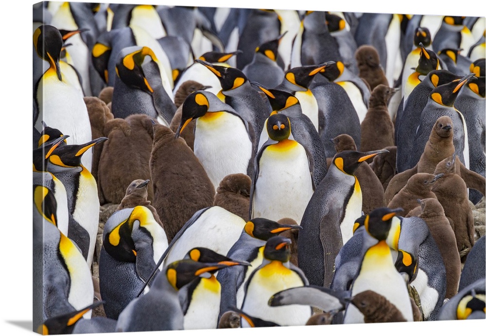 King penguins (Aptenodytes patagonicus) at breeding and nesting colony at Salisbury Plain in the Bay of Isles, South Georg...