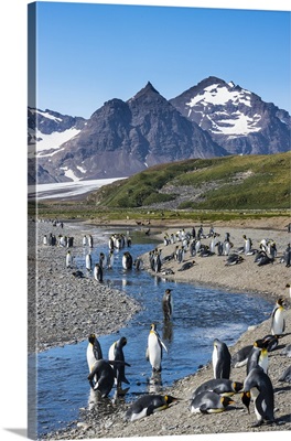 King penguins in beautiful scenery, Salisbury Plain, South Georgia, Antarctica