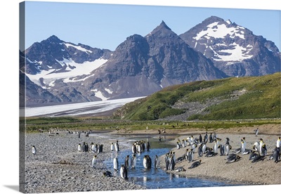 King penguins in beautiful scenery, Salisbury Plain, South Georgia, Antarctica
