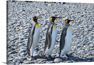 King penguins Salisbury Plain, South Georgia, Antarctica