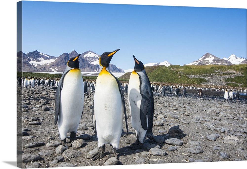 King penguins (Aptenodytes patagonicus), Salisbury Plain, South Georgia, Antarctica, Polar Regions