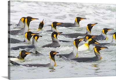 King Penguins Swimming Near Beach, Salisbury Plain In The Bay Of Isles, South Georgia