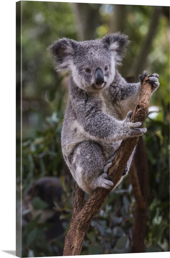 Koala, Lone Pine Sanctuary, Brisbane, Queensland, Australia