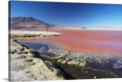 Laguna Colorada on the Altiplano, Potosi Department, Bolivia