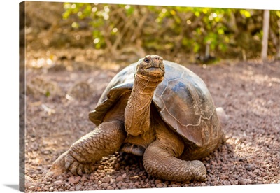 Land Tortoise on Epanola Island, Galapagos Islands, Ecuador