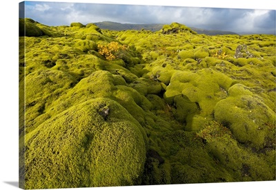 Landscape of lava covered in moss, South Iceland
