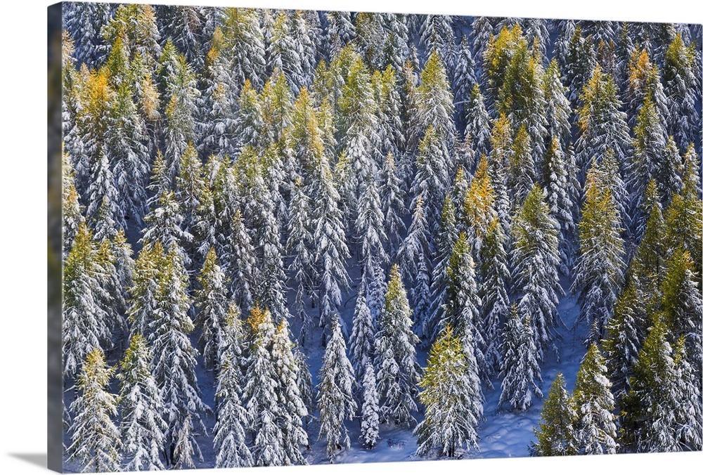 Aerial view of larches in the woods covered with snow during the fall season, Chiavenna Valley, Valtellina, Lombardy, Ital...