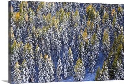 Larches In The Woods Covered With Snow, Chiavenna Valley, Valtellina, Lombardy, Italy
