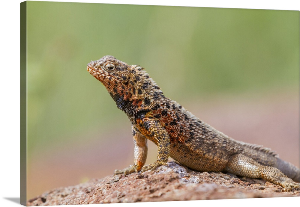 Lava lizard (Microlophus spp) in the Galapagos Islands Archipelago, UNESCO World Heritage Site, Ecuador, South America