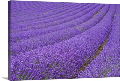 Lavender field near Chichester, West Sussex, England, UK