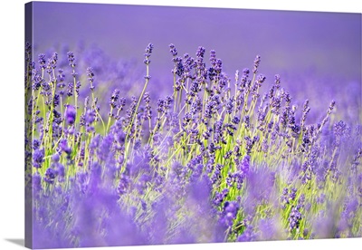 Lavender Fields In Shoreham, Kent, England, United Kingdom, Europe