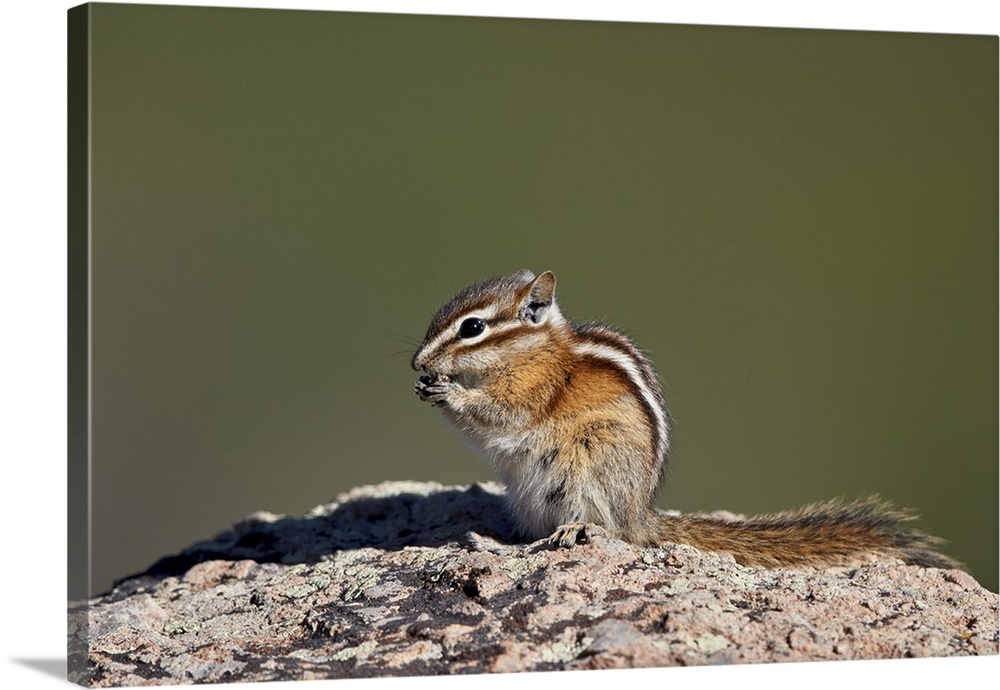 Least chipmunk, San Juan National Forest, Colorado
