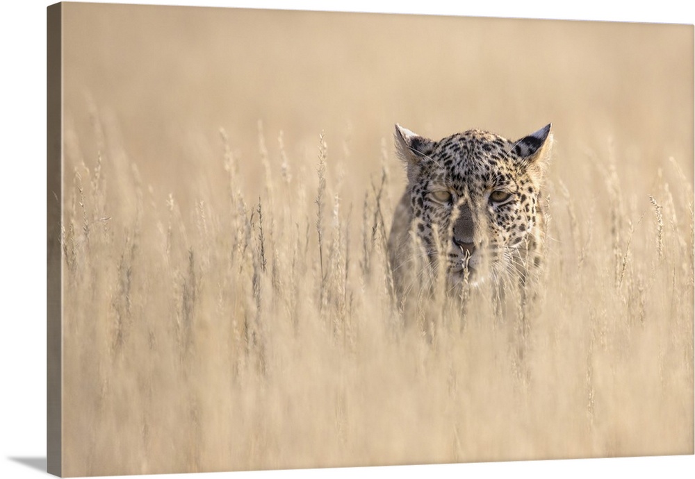 Leopard female (Panthera pardus), Kgalagadi Transfrontier Park, South Africa, Africa