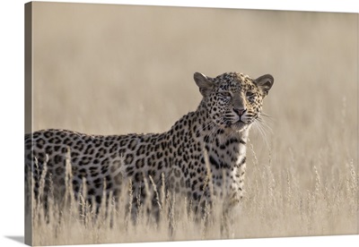 Leopard femaleKgalagadi Transfrontier Park, South Africa