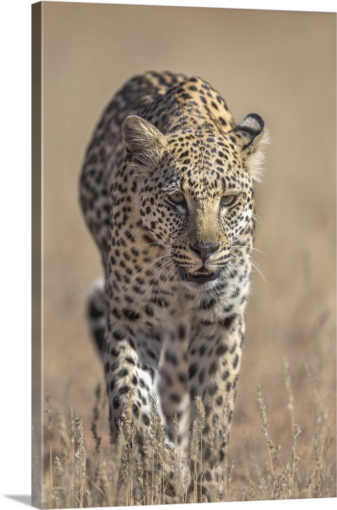 Leopard female (Panthera pardus), Kgalagadi Transfrontier Park, South Africa, Africa