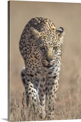 Leopard femaleKgalagadi Transfrontier Park, South Africa