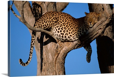 Leopard in tree, Okavango Delta, Botswana, Africa