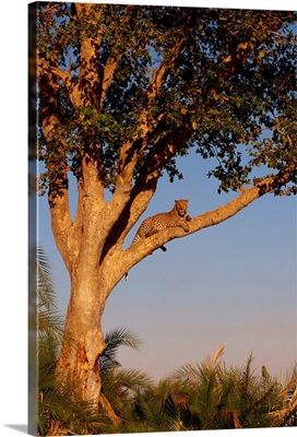 Leopard (Panthera pardus) in a tree, Okavango Delta, Botswana, Africa