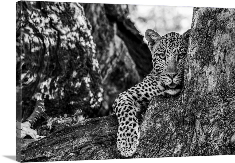 Leopard (Panthera pardus), Mashatu Game Reserve, Botswana, Africa