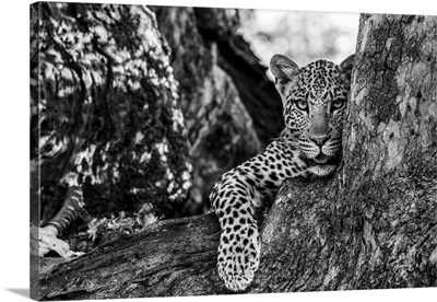 Leopard (Panthera Pardus), Mashatu Game Reserve, Botswana, Africa