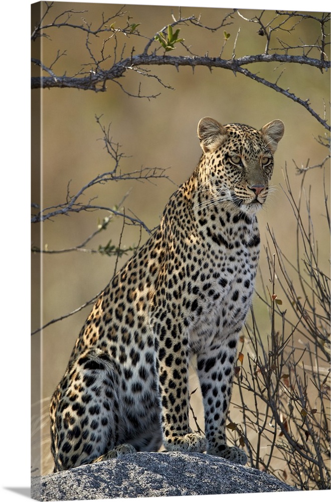 Leopard, Ruaha National Park, Tanzania