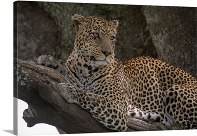 Leopard, Seronera, Serengeti National Park, Tanzania