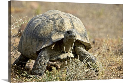Leopard tortoise, Karoo National Park, South Africa, Africa