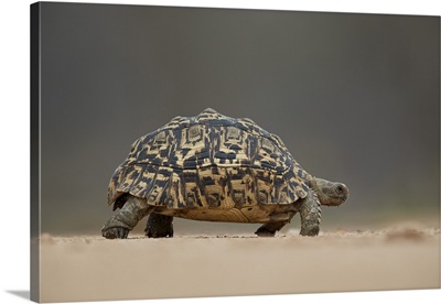 Leopard tortoise, Kruger National Park