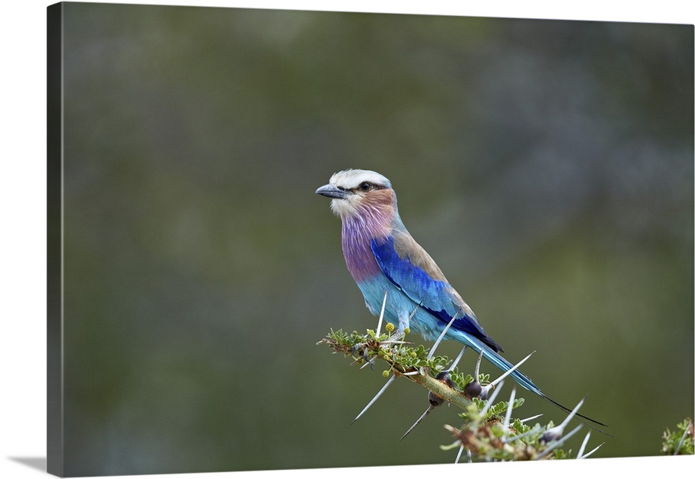 Lilac-breasted roller, Selous Game Reserve, Tanzania