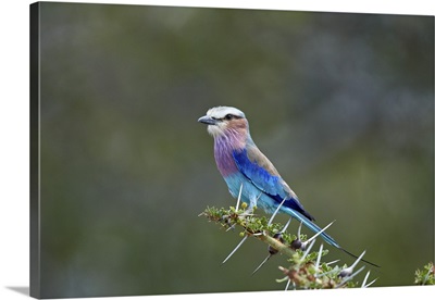 Lilac-breasted roller, Selous Game Reserve, Tanzania