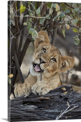 Lion cub playing with a branch, Selous Game Reserve, Tanzania