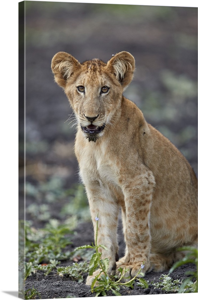 Lion cub, Selous Game Reserve, Tanzania