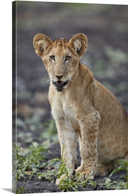 Lion cub, Selous Game Reserve, Tanzania