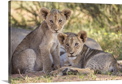 Lion Cubs, Kgalagadi Transfrontier Park, Northern Cape, South Africa