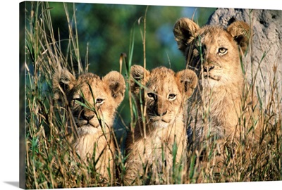 Lion cubs, Kruger National Park, South Africa, Africa