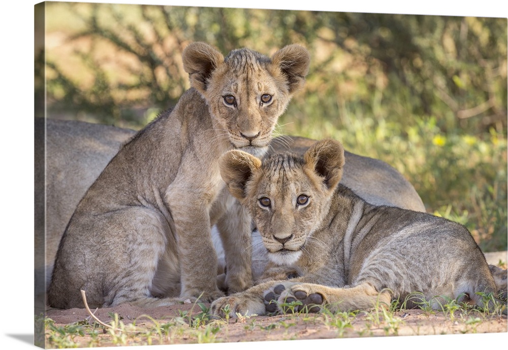 Lion cubs (Panthera leo) in the Kalahari, Kgalagadi Transfrontier Park, Northern Cape, South Africa, Africa