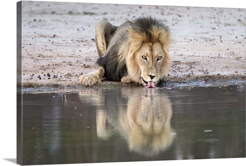 Lion (Panthera leo) drinking, Kgalagadi Transfrontier Park, South Africa, Africa.