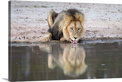 Lion drinking, Kgalagadi Transfrontier Park, South Africa, Africa