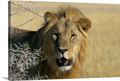 Lion, Etosha, Namibia, Africa