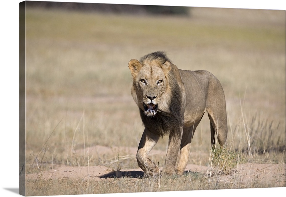 Lion Kgalagadi Transfrontier Park, Northern Cape, South Africa