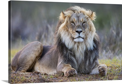 Lion, Kgalagadi Transfrontier Park, Northern Cape, South Africa