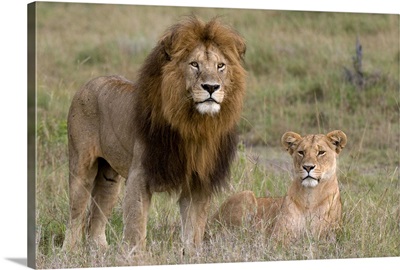 Lion pair, Masai Mara National Reserve, Kenya, East Africa, Africa