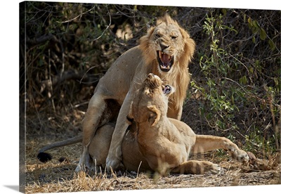Lion pair mating, Ruaha National Park, Tanzania