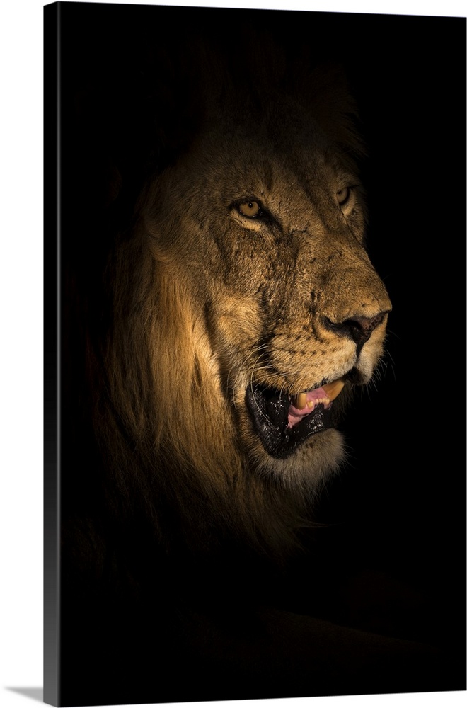Lion (Panthera leo) at night, Elephant Plains, Sabi Sand Game Reserve, South Africa, Africa